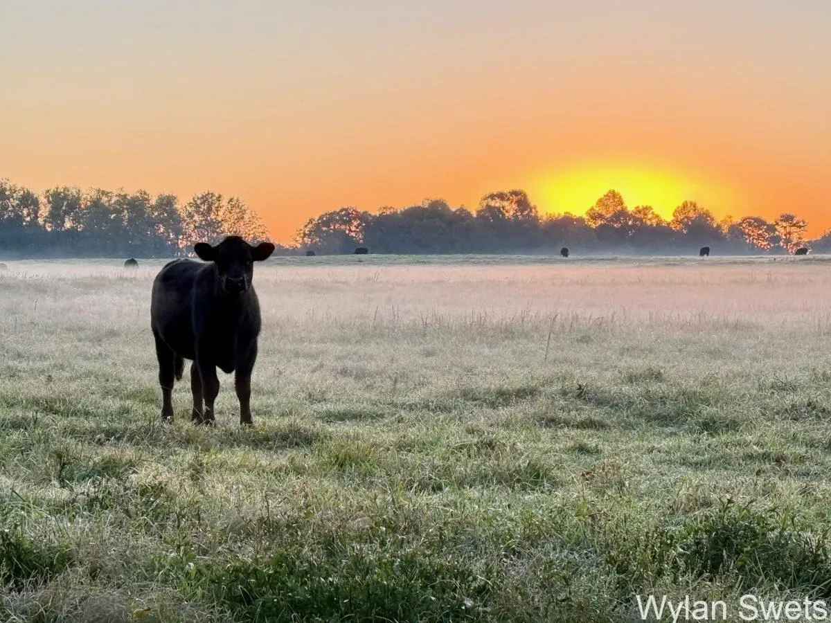 Photo by Wylan Swets