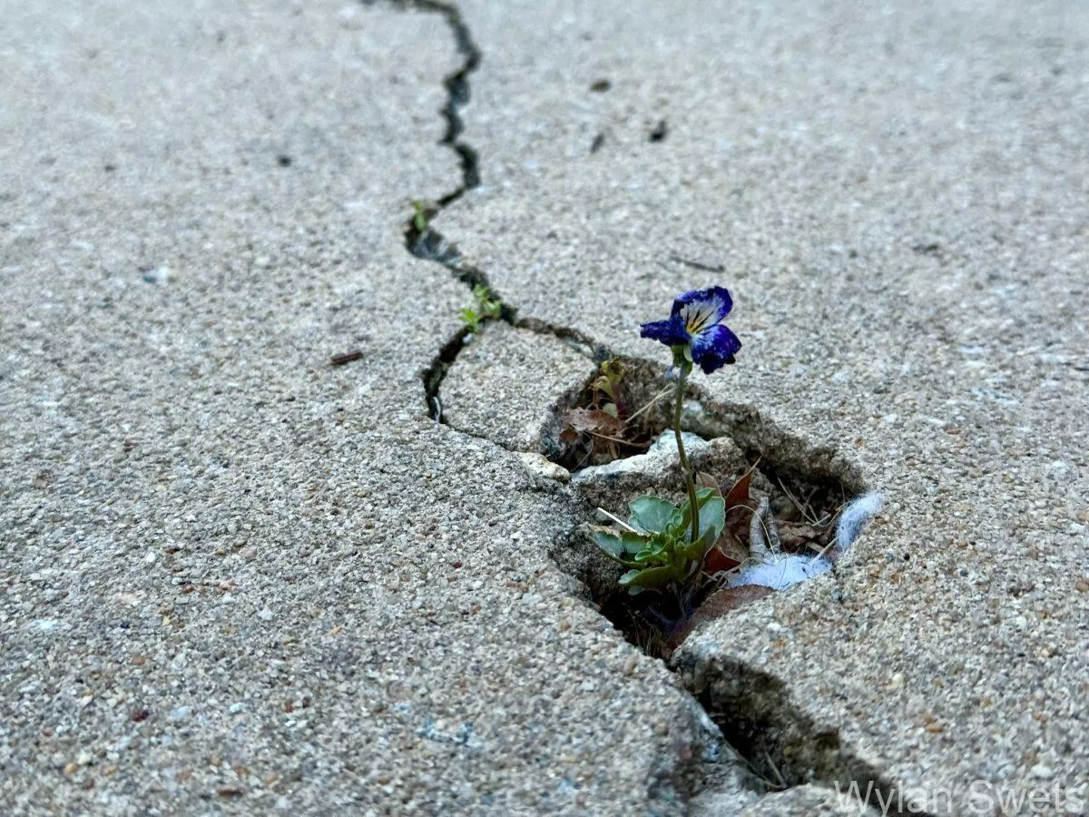 Photo by Wylan Swets